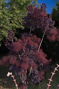 DSCF0745