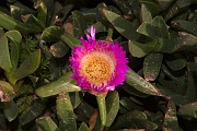 DSCF2600