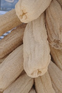 Eponges