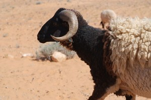 Mouton