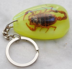 Scorpions : je les tolère uniquement dans le formol.
