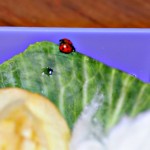 Coccinelle