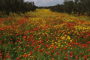 Champ de coquelicots