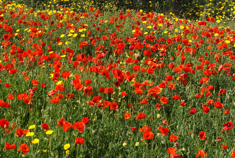 Champ de coquelicots
